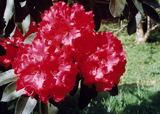 Rhododendron Markeetas Prize
