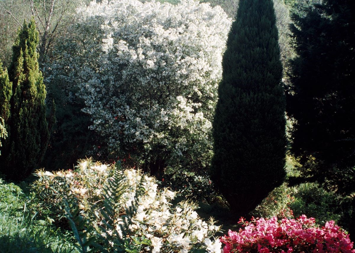 Malus hupeyhensis in lower valley garden