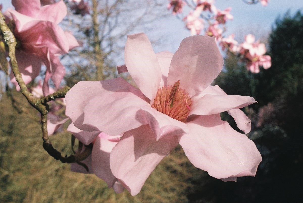 close up of Magnolia