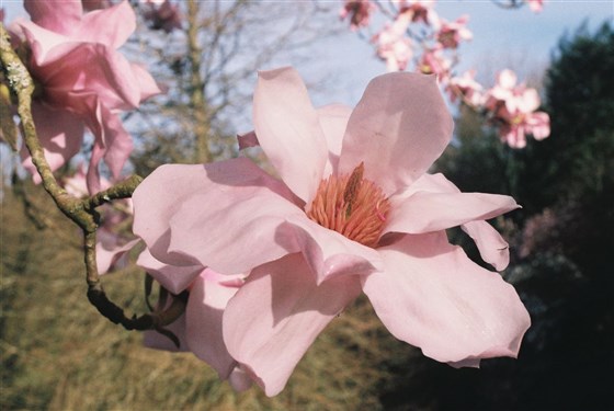 close up of Magnolia