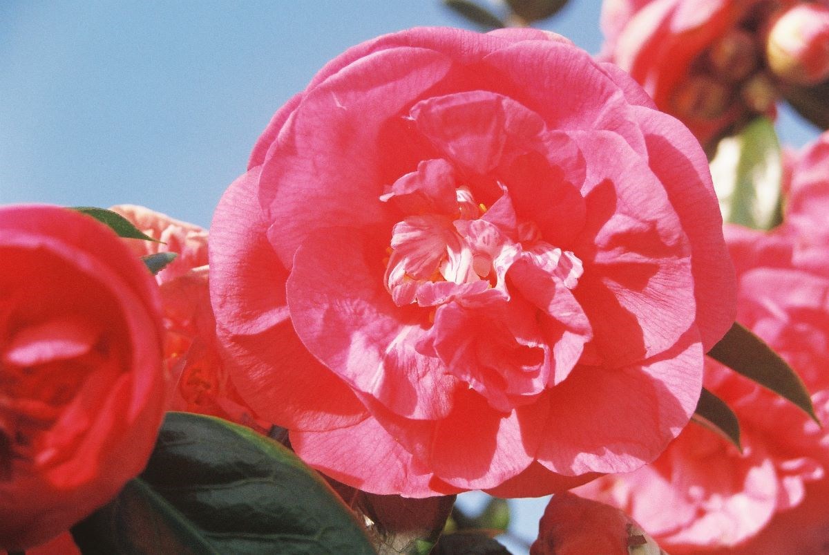 camellia Drama Girl in March