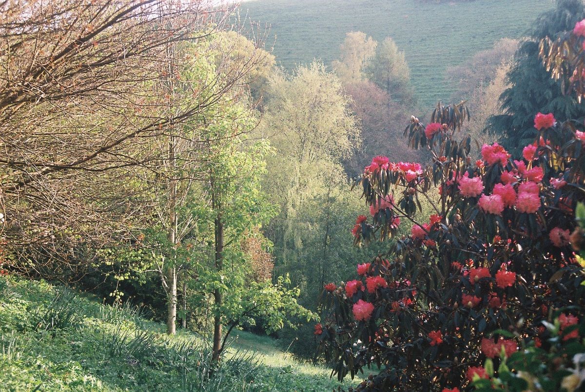 from the head of the valley with Rhododendron arboreum