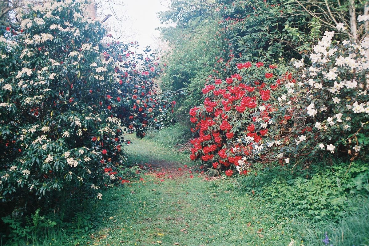 stream side path with rhododendrons,camellia and pieris in April