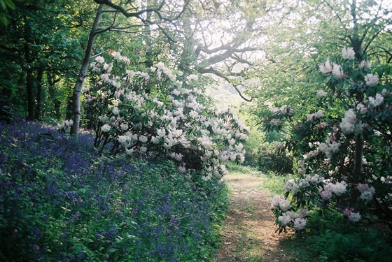 bluebells and Rhododendron King George in early May
