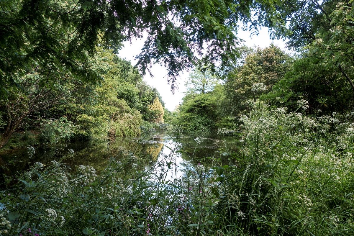 the lake in summer