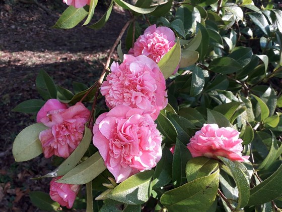 camellia Debbie February