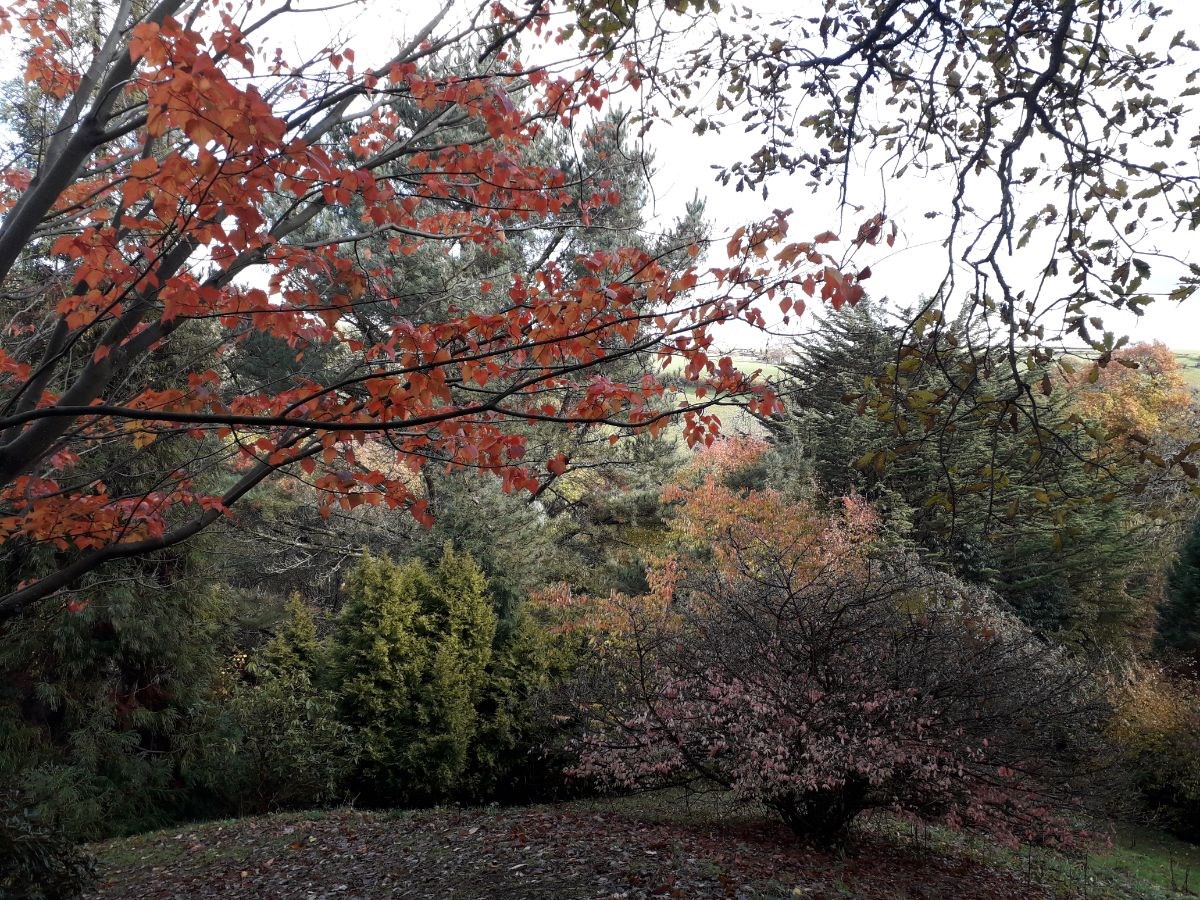 November colour 
