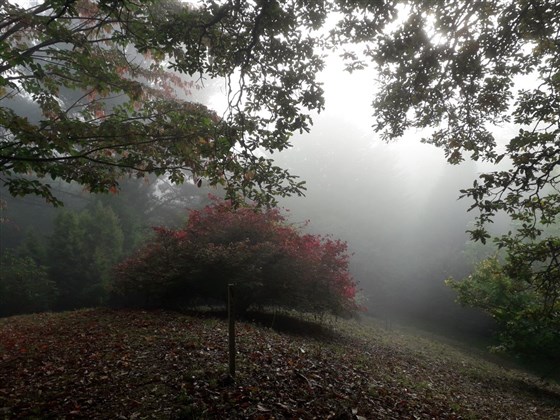 November mist