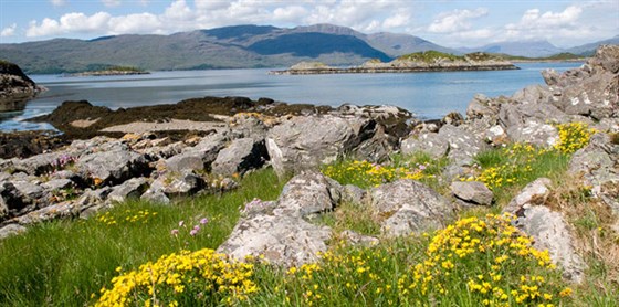 Bright wildflowers at Balmacara Estate <span style='font-size:8px;'> ® Brian Chapple / The National Trust for Scotland </span>