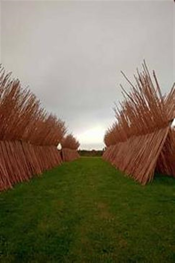 2 year old willow sticks drying 