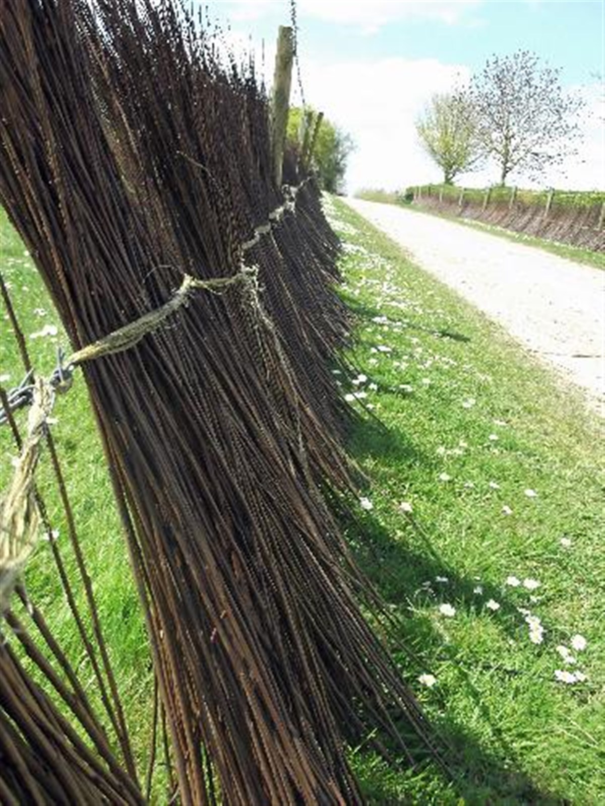 Willow Drying in the sunshine