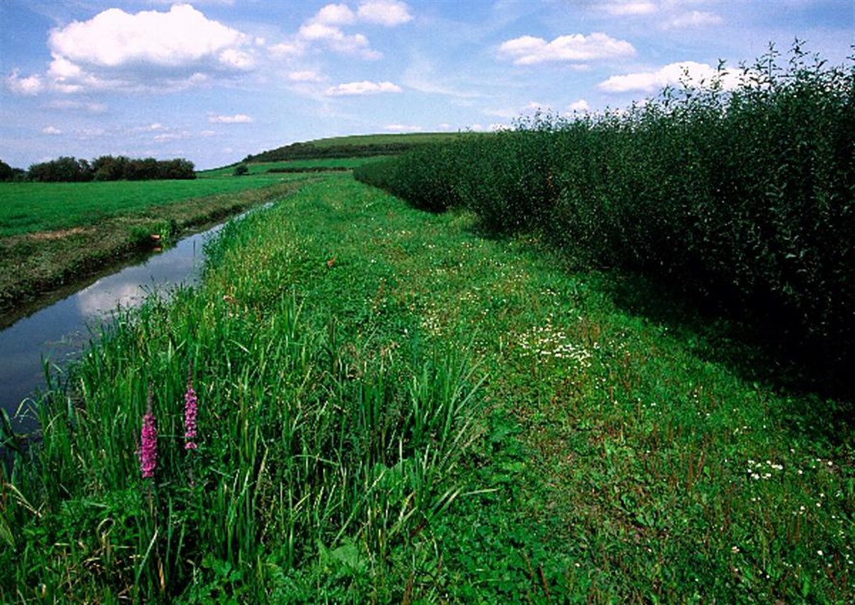 Purple Loosestrife on the Somerset Levels