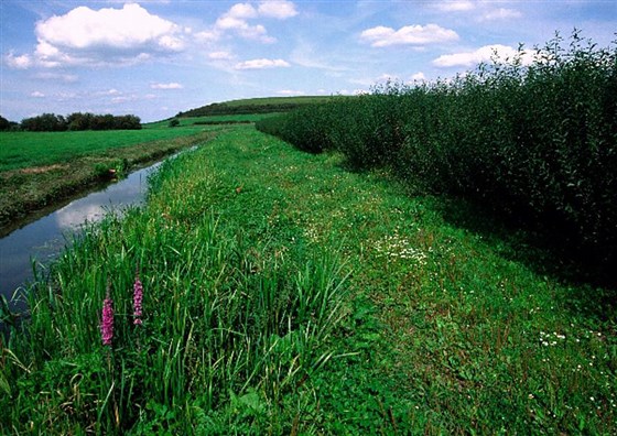 Purple Loosestrife on the Somerset Levels