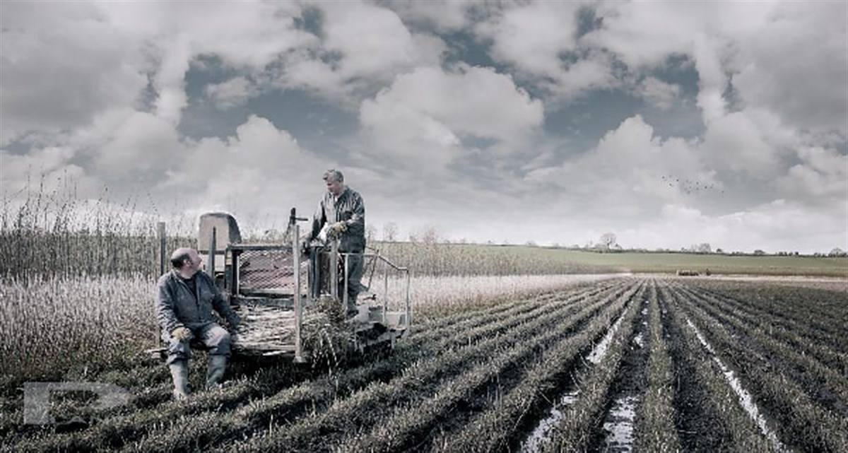 Winter willow harvest (photo by Simon Plant)