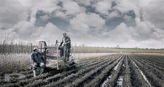 Winter willow harvest (photo by Simon Plant)