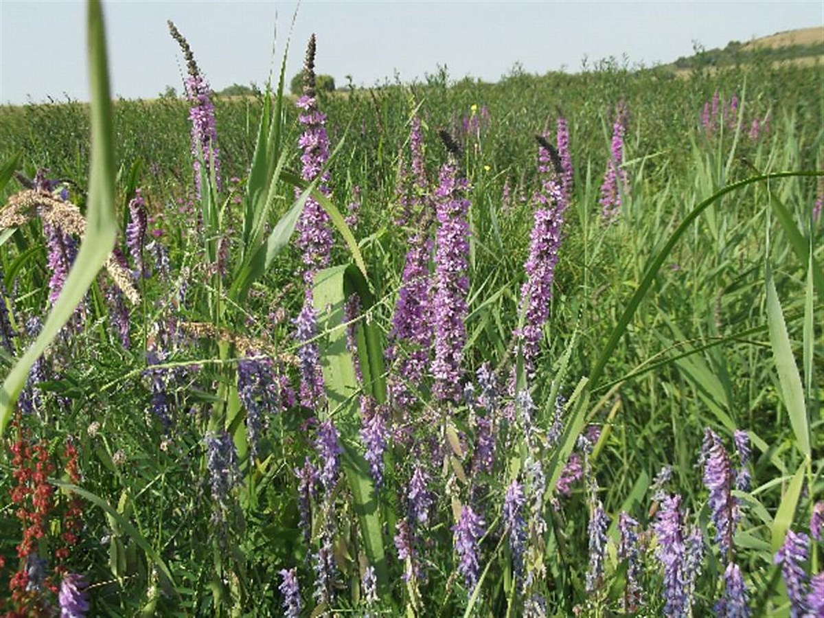 Wild flowers on Haymoor