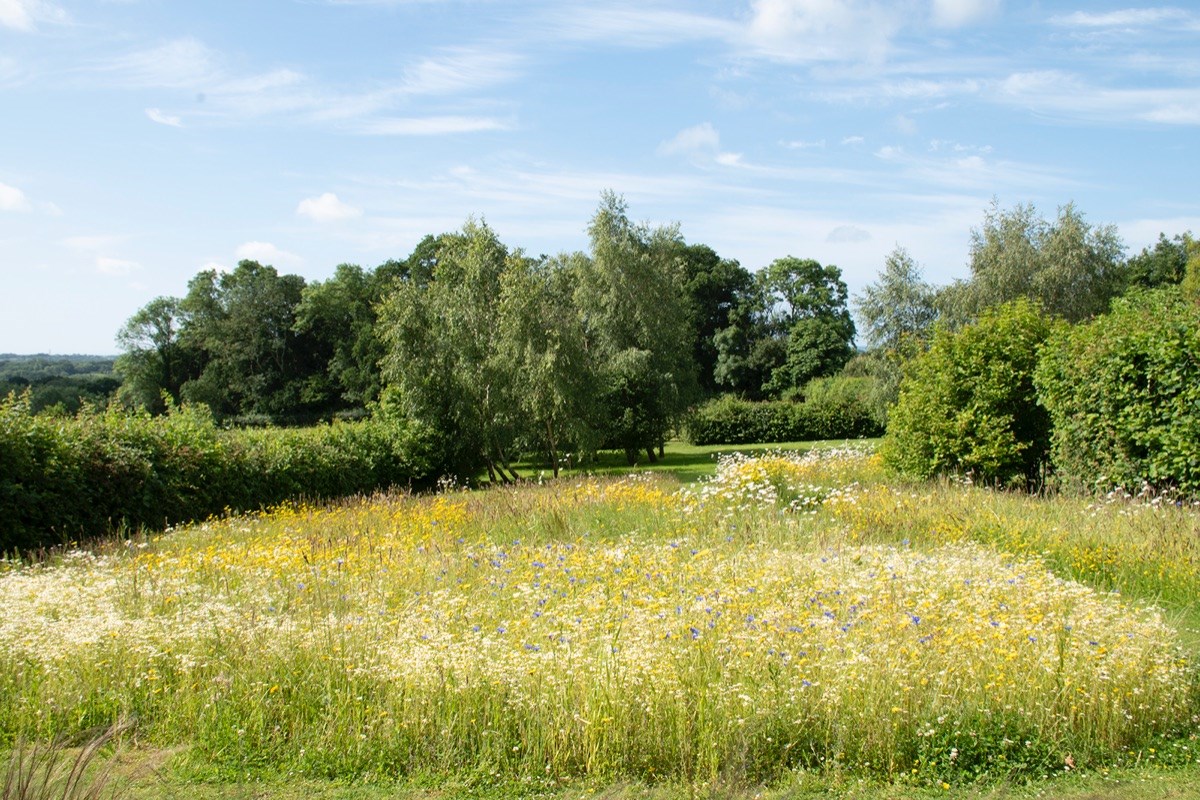 Wild flower garden