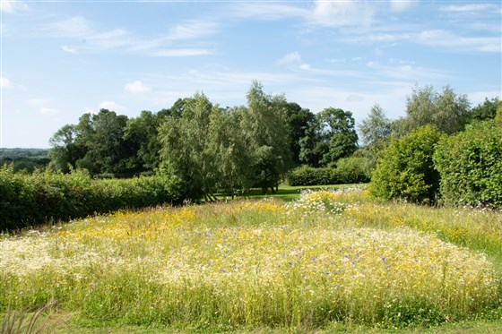 Wild flower garden
