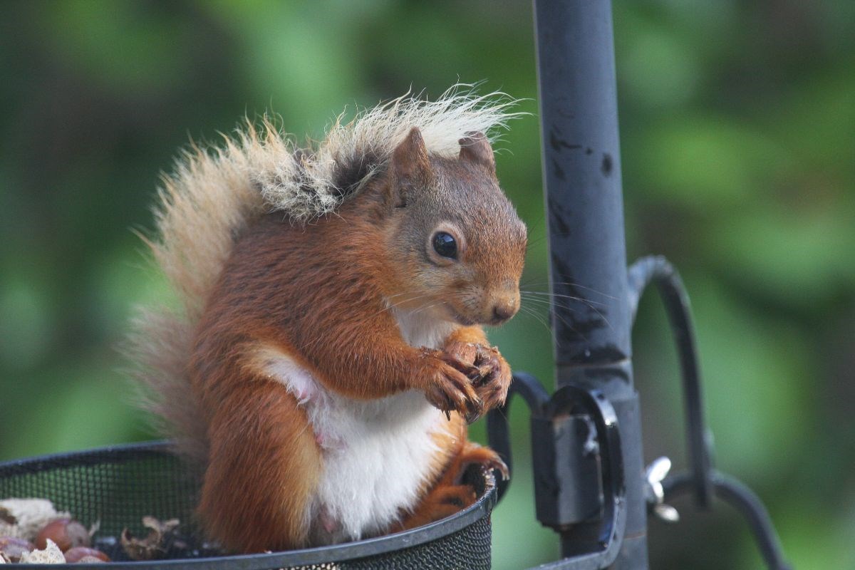 Native Red Squirrels
