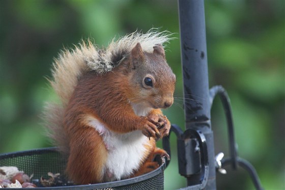 Native Red Squirrels