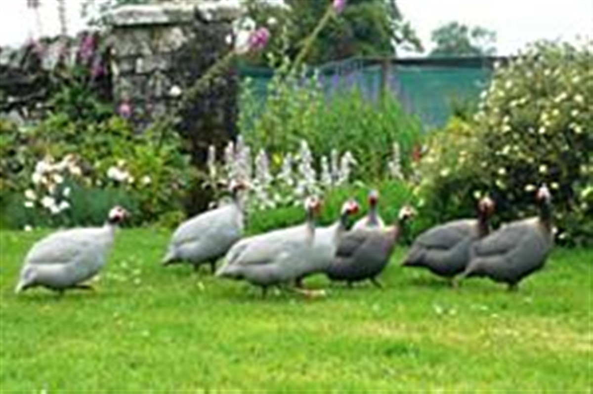 Cardross garden