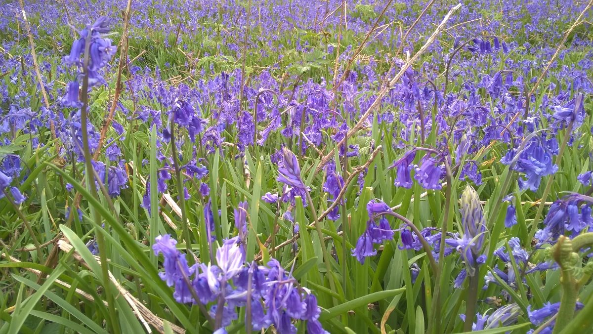 Bluebell Woods
