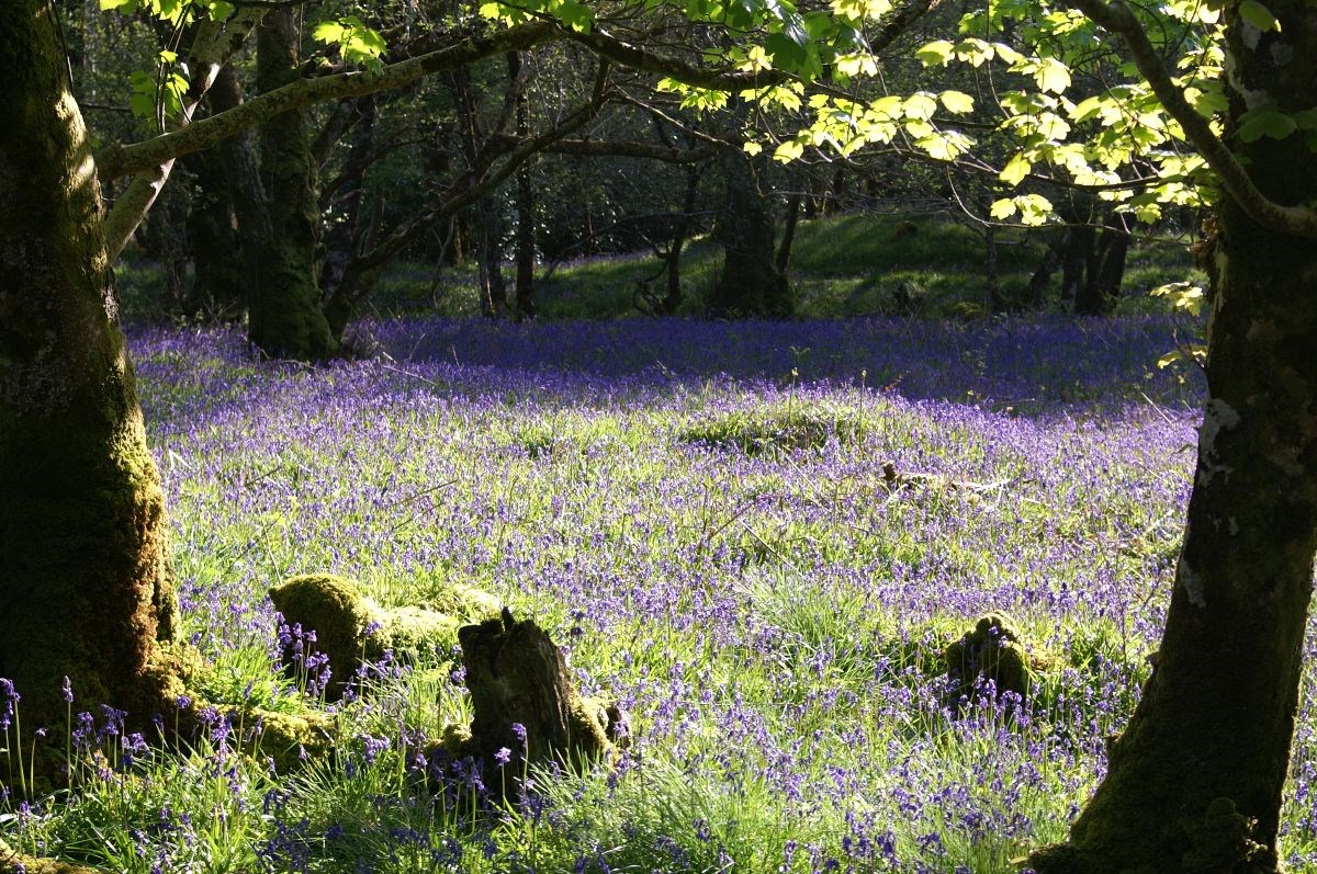 Bluebell Glade