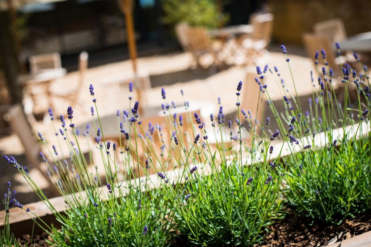 Lavender in the courtyard garden