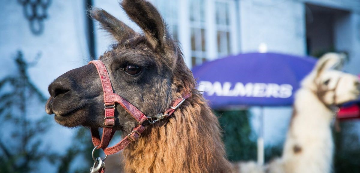 Meeting the Llamas