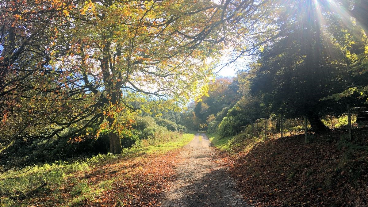 Autumn walks on Brown Clee