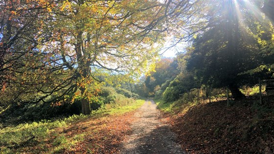 Autumn walks on Brown Clee