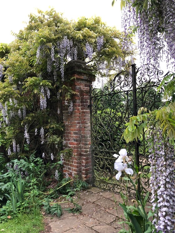 Wisteria in late May.