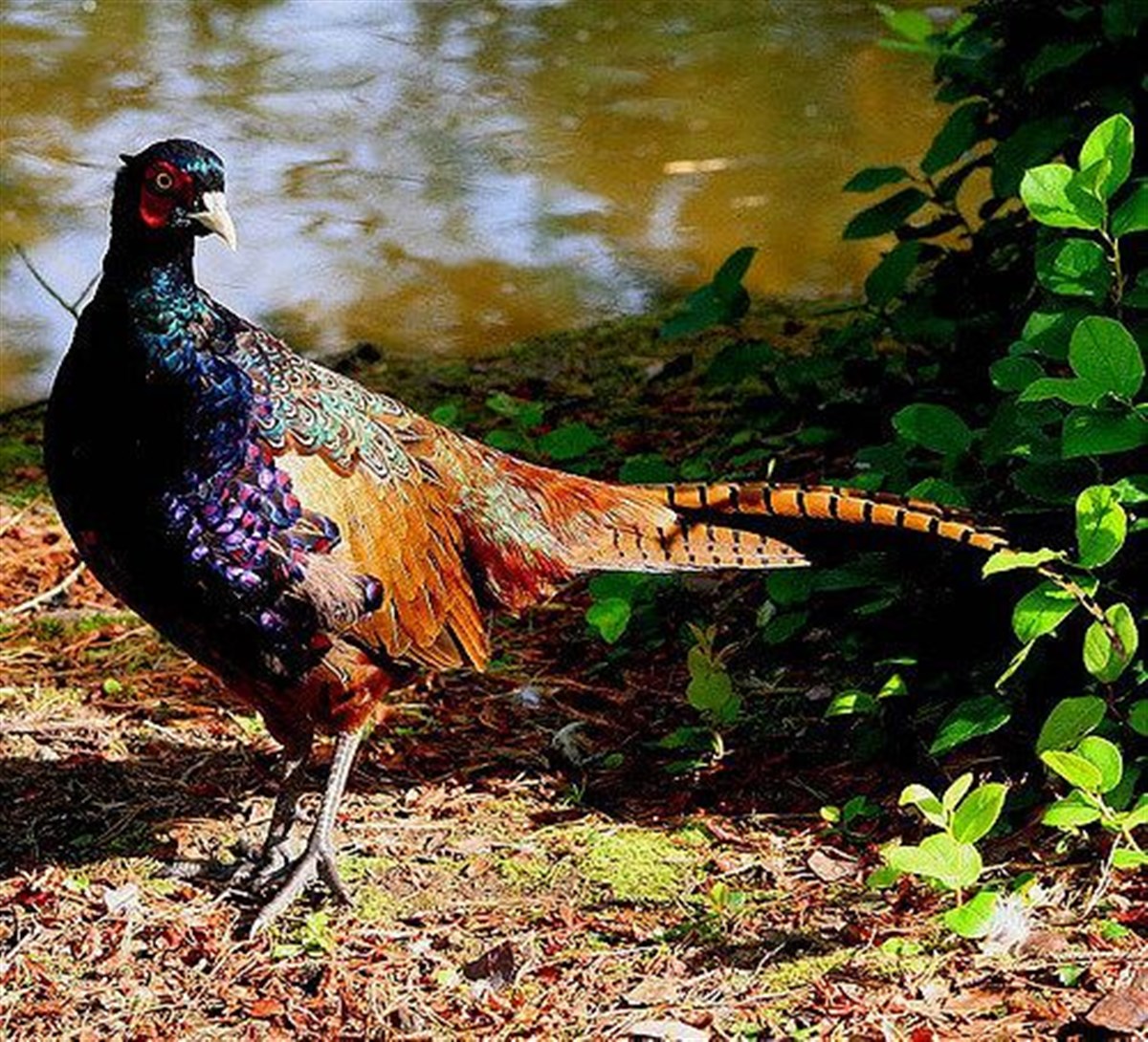 Leonardslee Pheasant