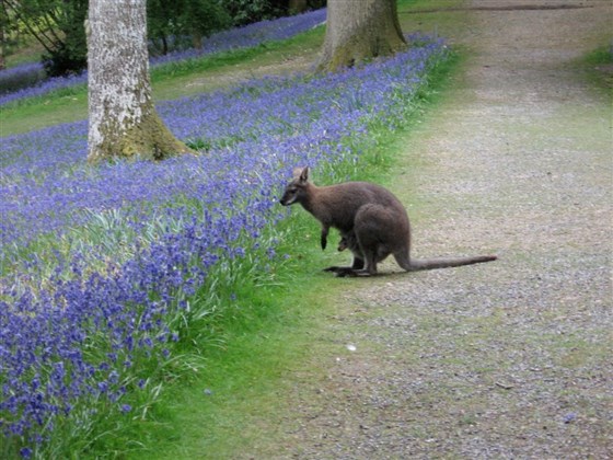 Wandering wallaby by the bluebells