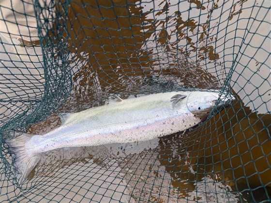 Salmon Spring 2026