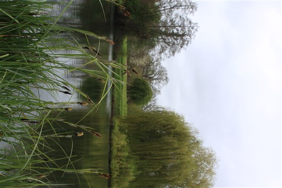 Lake view