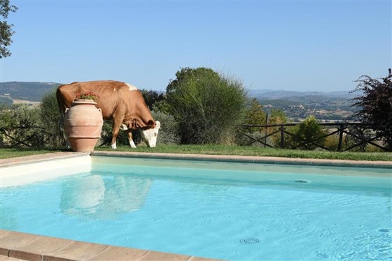 the pool