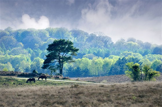 The New Forest