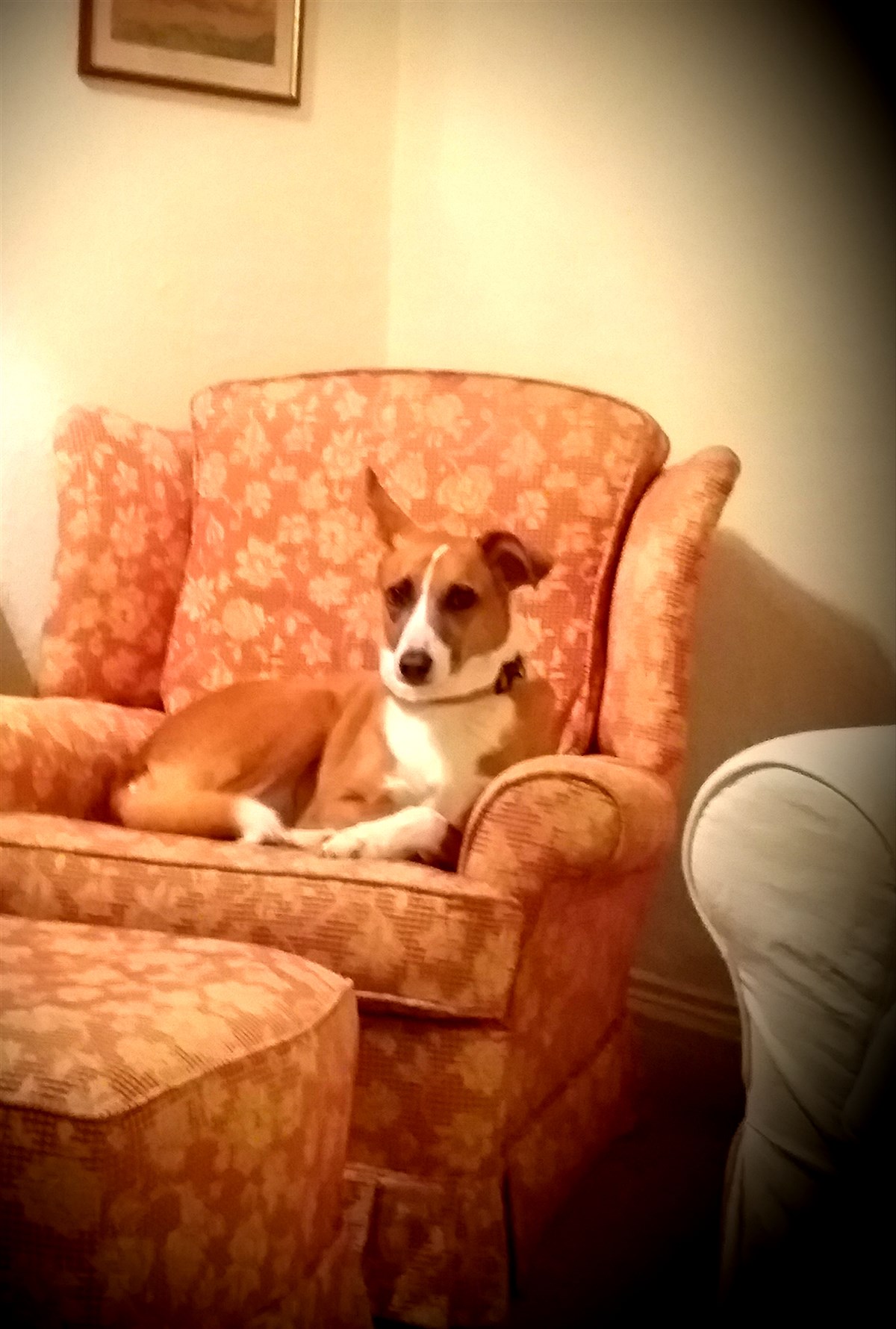 Guest's doggie made herself right at home!