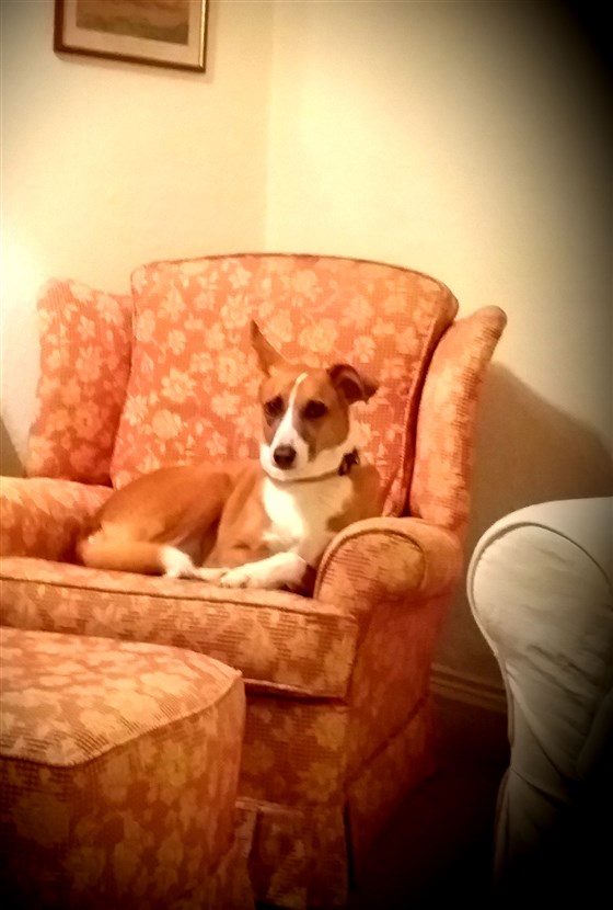 Guest's doggie made herself right at home!