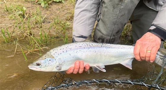 Salmon Spring 2026