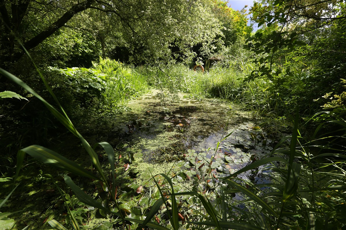wildlife pond