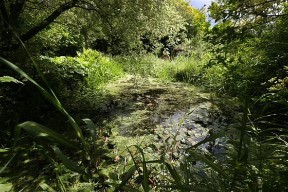 wildlife pond