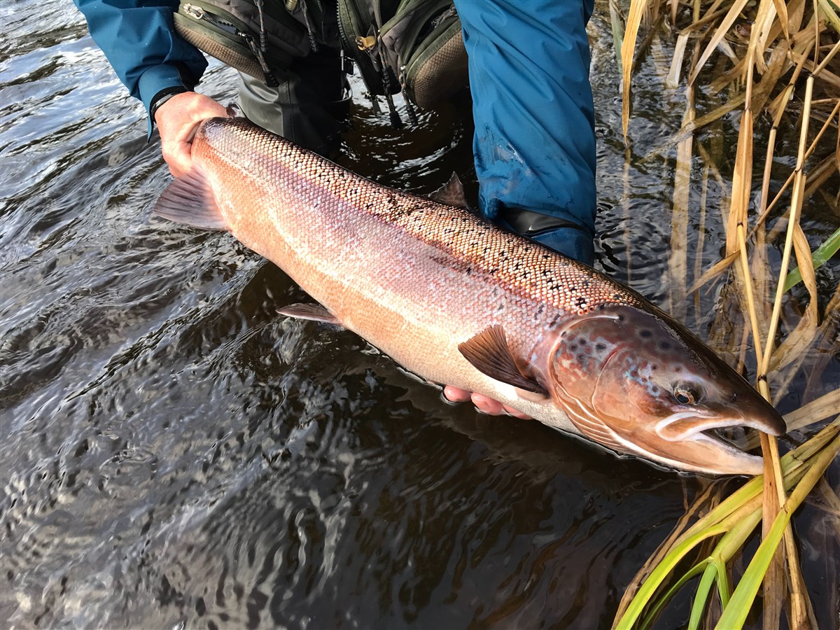 Autumn fish