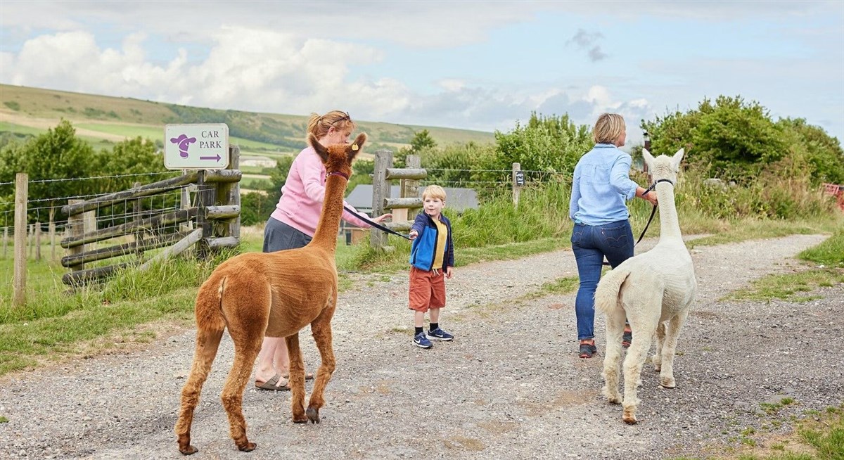 Walk the Alpacas