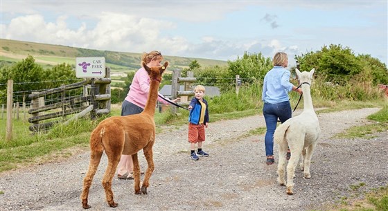 Walk the Alpacas