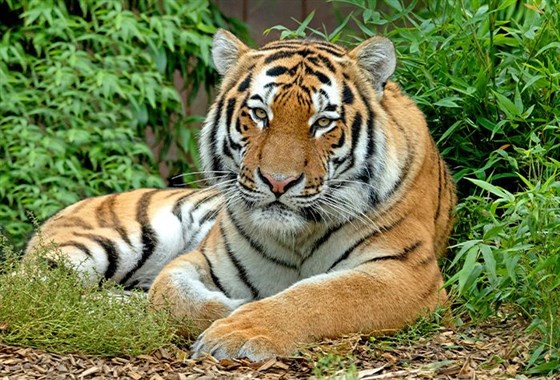 Amur Tiger