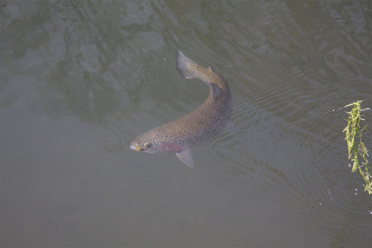 Fighting fish near the bank