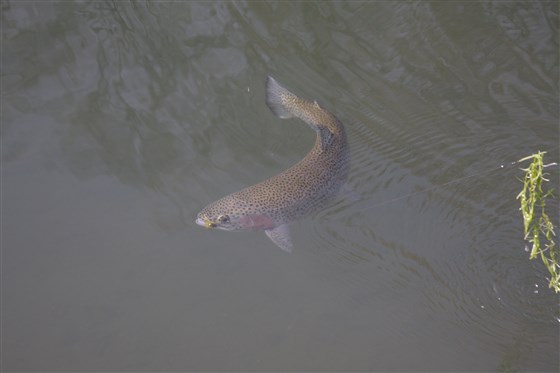 Fighting fish near the bank