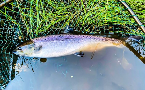 Ugie Salmon